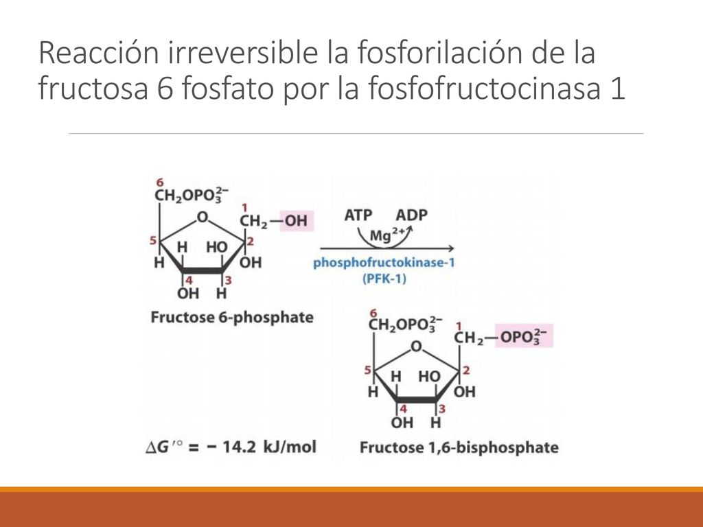 Reacción irreversible la fosforilación de la fructosa 6 fosfato por la fosfofructocinasa 1
