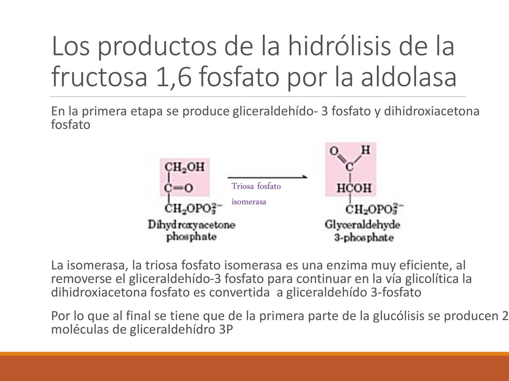 Los productos de la hidrólisis de la fructosa 1,6 fosfato por la aldolasa