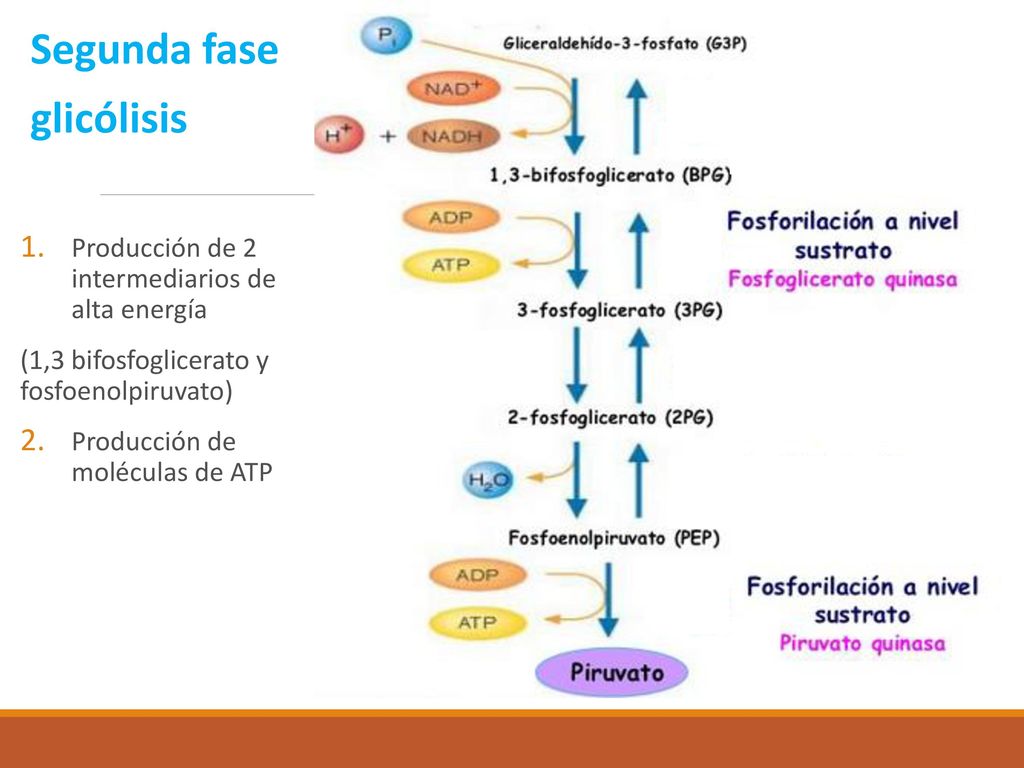 Segunda fase glicólisis Producción de 2 intermediarios de alta energía