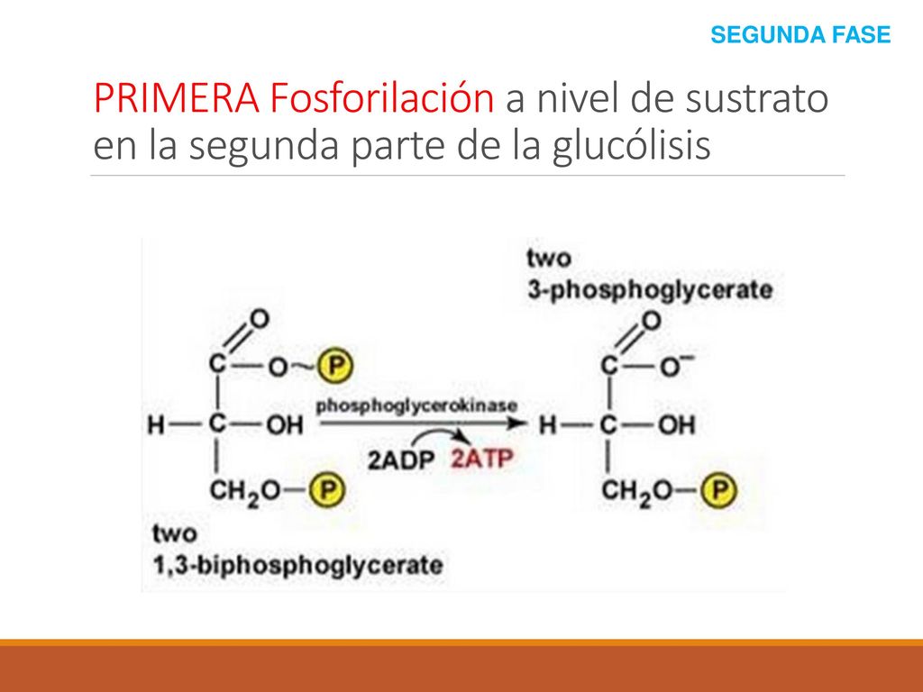 SEGUNDA FASE PRIMERA Fosforilación a nivel de sustrato en la segunda parte de la glucólisis