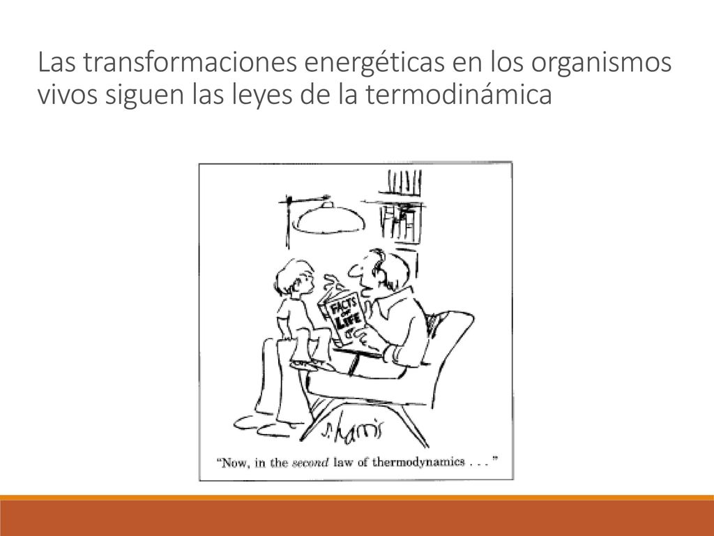 Las transformaciones energéticas en los organismos vivos siguen las leyes de la termodinámica