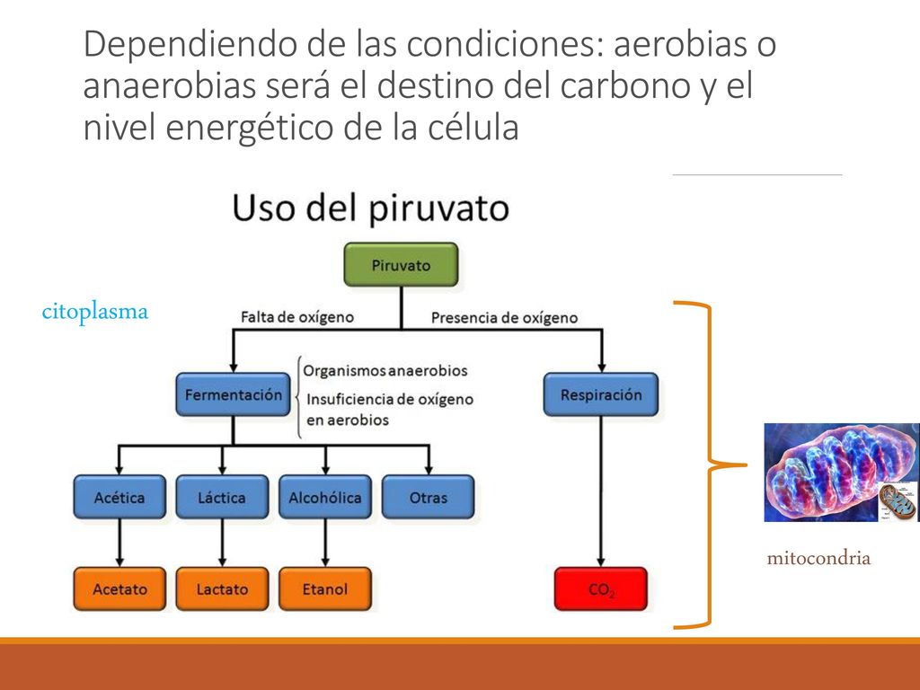 Dependiendo de las condiciones: aerobias o anaerobias será el destino del carbono y el nivel energético de la célula