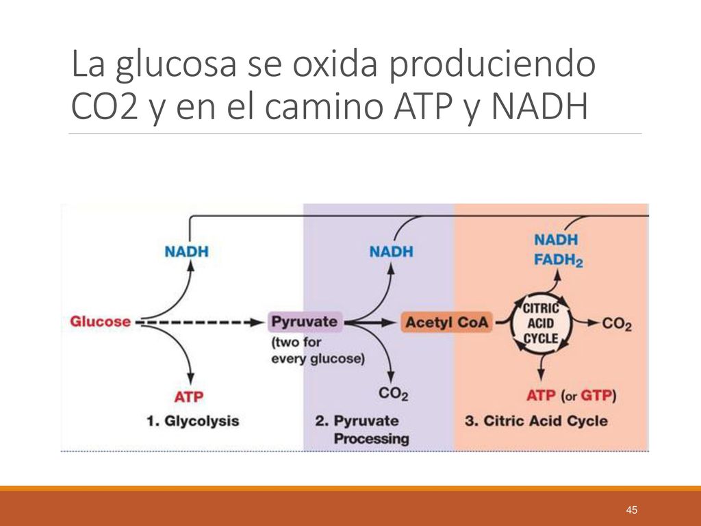 La glucosa se oxida produciendo CO2 y en el camino ATP y NADH