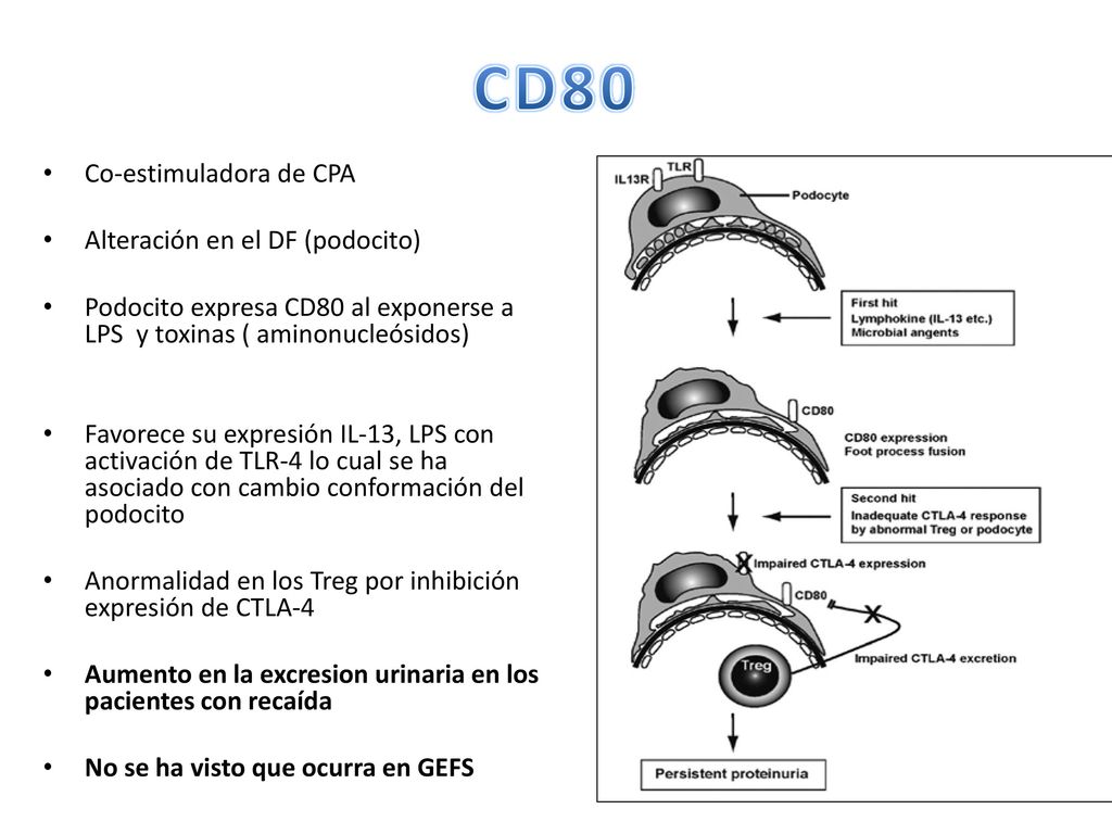 CD80 Co-estimuladora de CPA Alteración en el DF (podocito)
