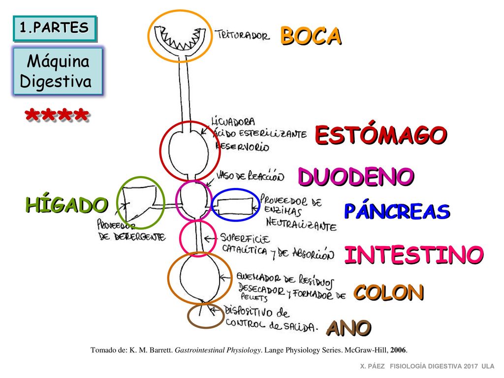 **** BOCA ESTÓMAGO DUODENO INTESTINO HÍGADO PÁNCREAS COLON ANO Máquina
