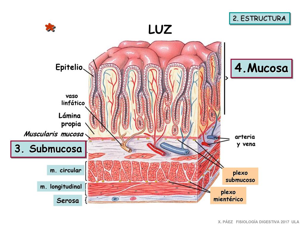 * LUZ 4.Mucosa 3. Submucosa > Epitelio 2. ESTRUCTURA Lámina propia