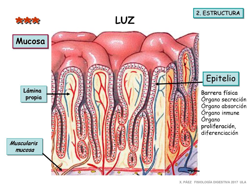 *** LUZ Mucosa Epitelio > 2. ESTRUCTURA Lámina Barrera física
