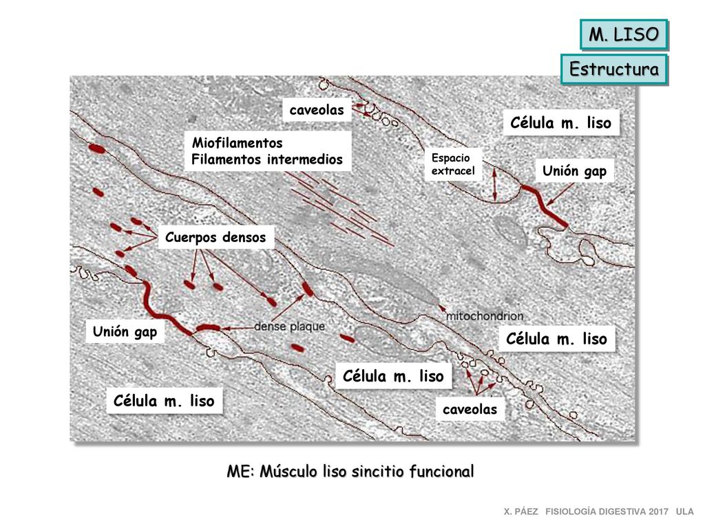 M. LISO Estructura Célula m. liso Célula m. liso Célula m. liso