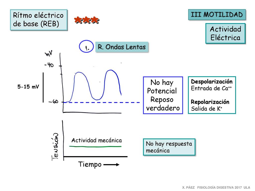 *** Rítmo eléctrico de base (REB) Actividad Eléctrica No hay Potencial