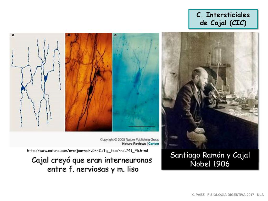 Cajal creyó que eran interneuronas entre f. nerviosas y m. liso