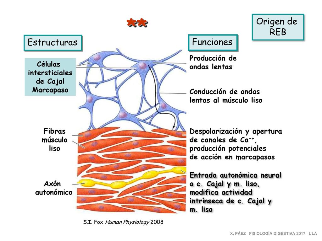 ** Origen de REB Estructuras Funciones Producción de ondas lentas