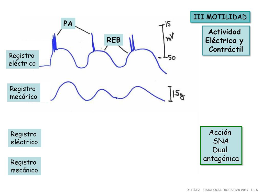 ACh E PA Actividad Eléctrica y REB Contráctil Acción SNA Dual