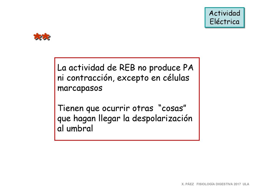 Actividad Eléctrica ** La actividad de REB no produce PA ni contracción, excepto en células marcapasos.