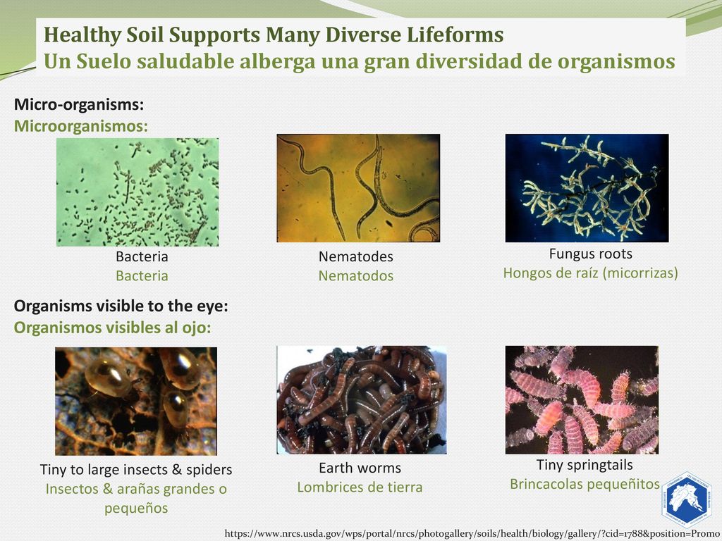Healthy Soil Supports Many Diverse Lifeforms Un Suelo saludable alberga una gran diversidad de organismos