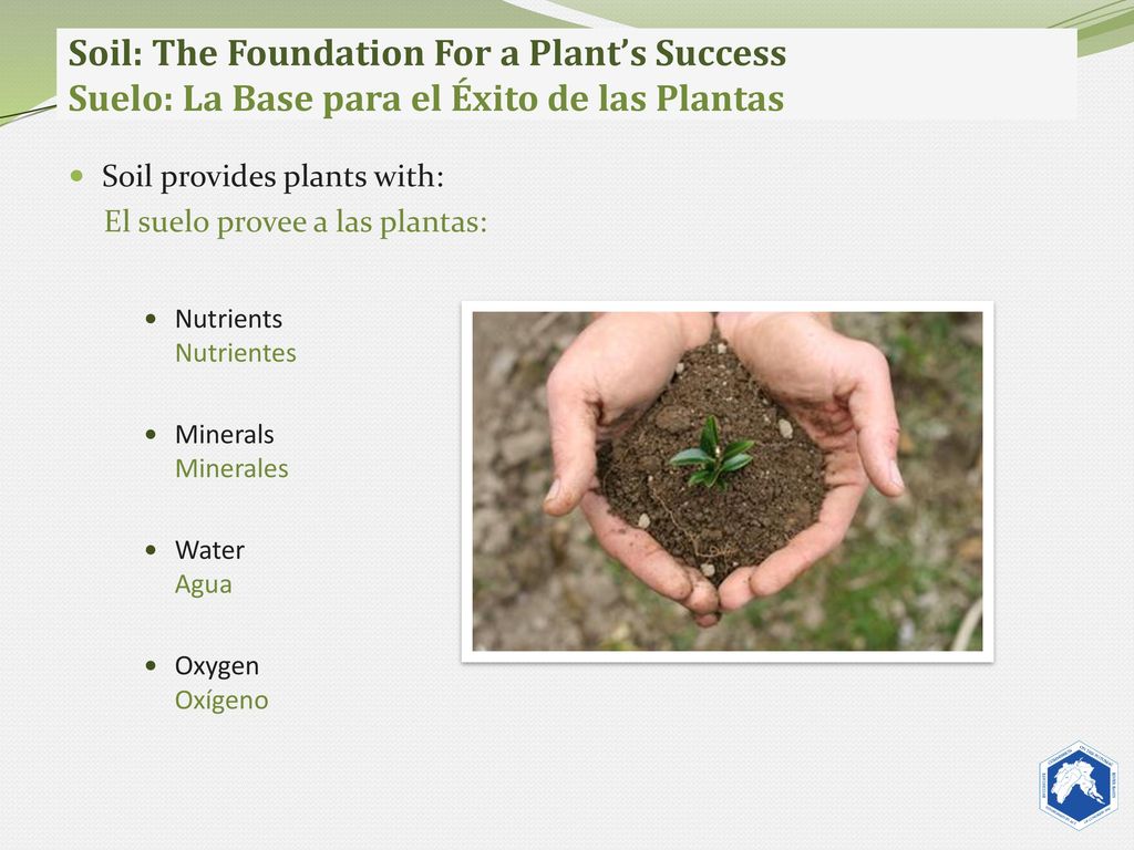 Soil: The Foundation For a Plant’s Success Suelo: La Base para el Éxito de las Plantas