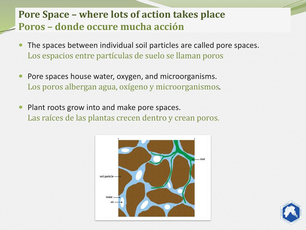 Pore Space – where lots of action takes place Poros – donde occure mucha acción
