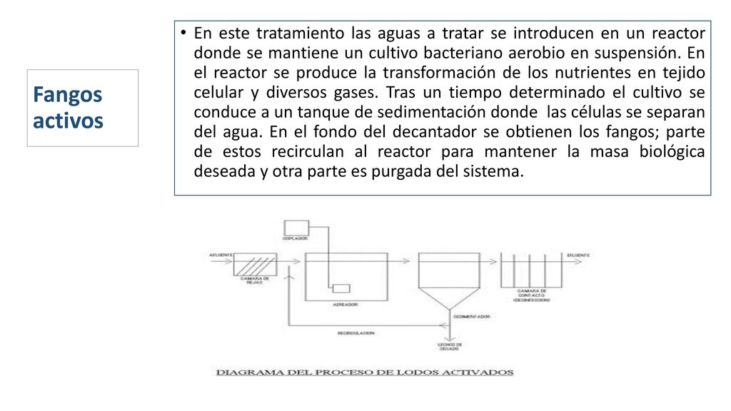 En este tratamiento las aguas a tratar se introducen en un reactor donde se mantiene un cultivo bacteriano aerobio en suspensión. En el reactor se produce la transformación de los nutrientes en tejido celular y diversos gases. Tras un tiempo determinado el cultivo se conduce a un tanque de sedimentación donde las células se separan del agua. En el fondo del decantador se obtienen los fangos; parte de estos recirculan al reactor para mantener la masa biológica deseada y otra parte es purgada del sistema.