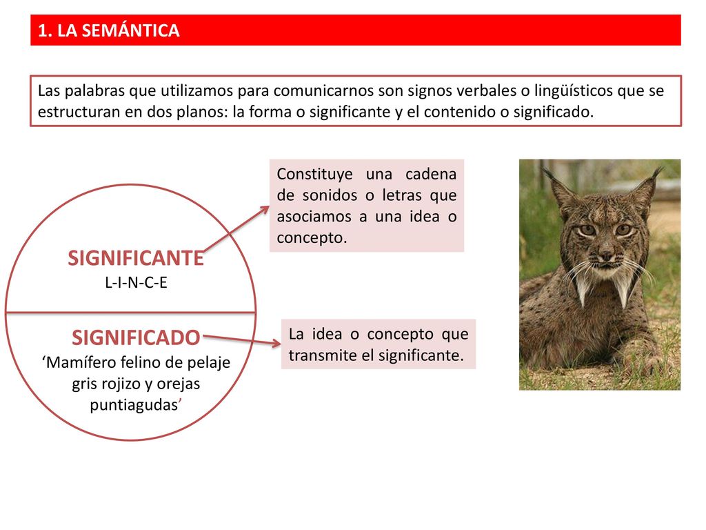 ‘Mamífero felino de pelaje gris rojizo y orejas puntiagudas’