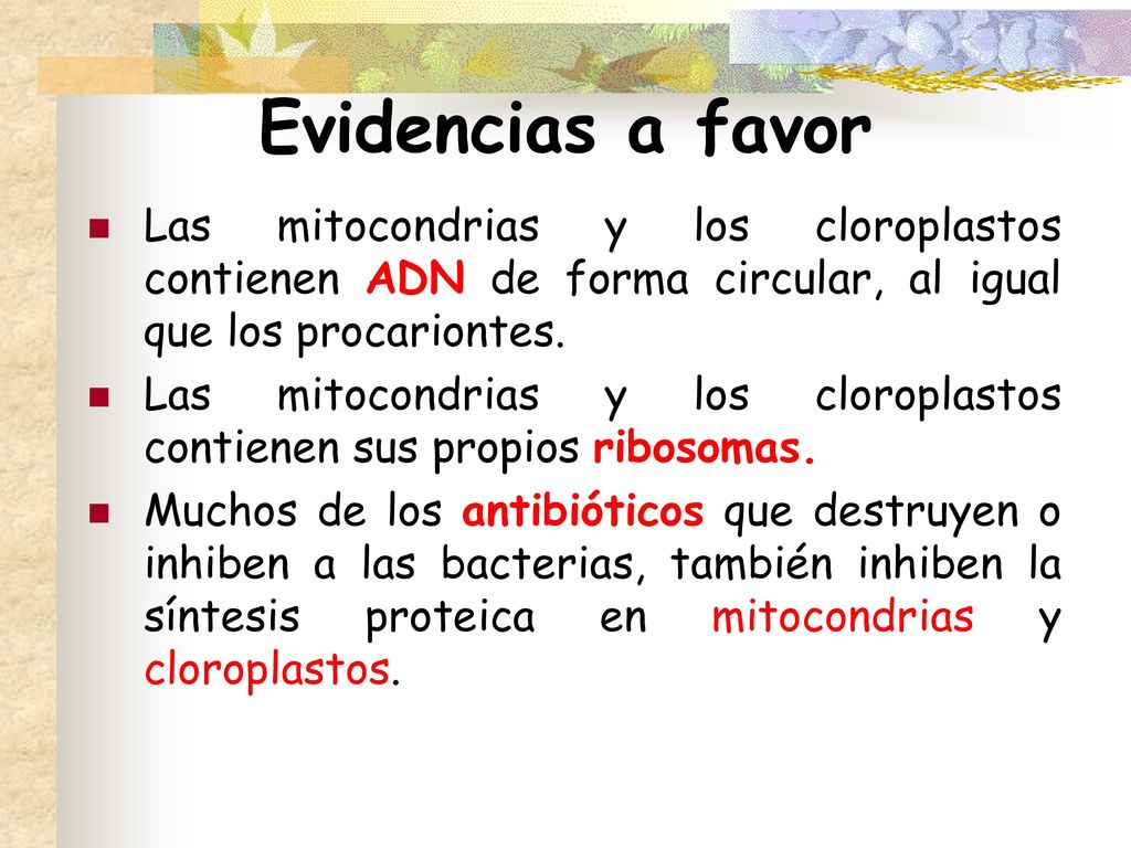 Evidencias a favor Las mitocondrias y los cloroplastos contienen ADN de forma circular, al igual que los procariontes.