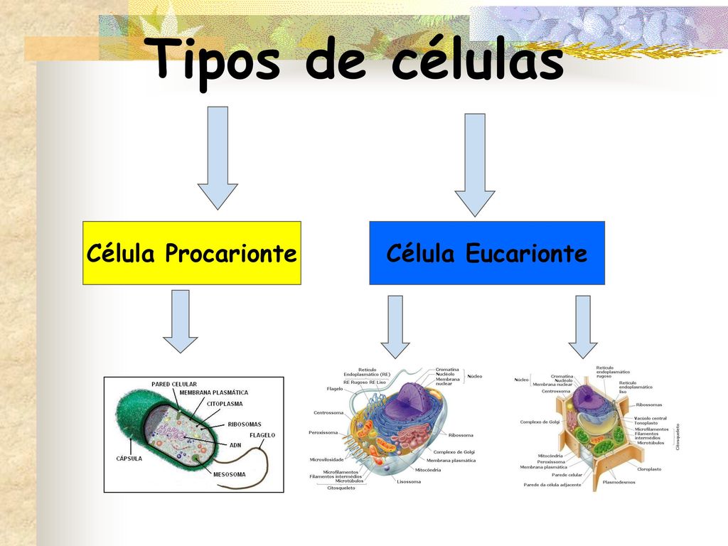 Tipos de células Célula Procarionte Célula Eucarionte