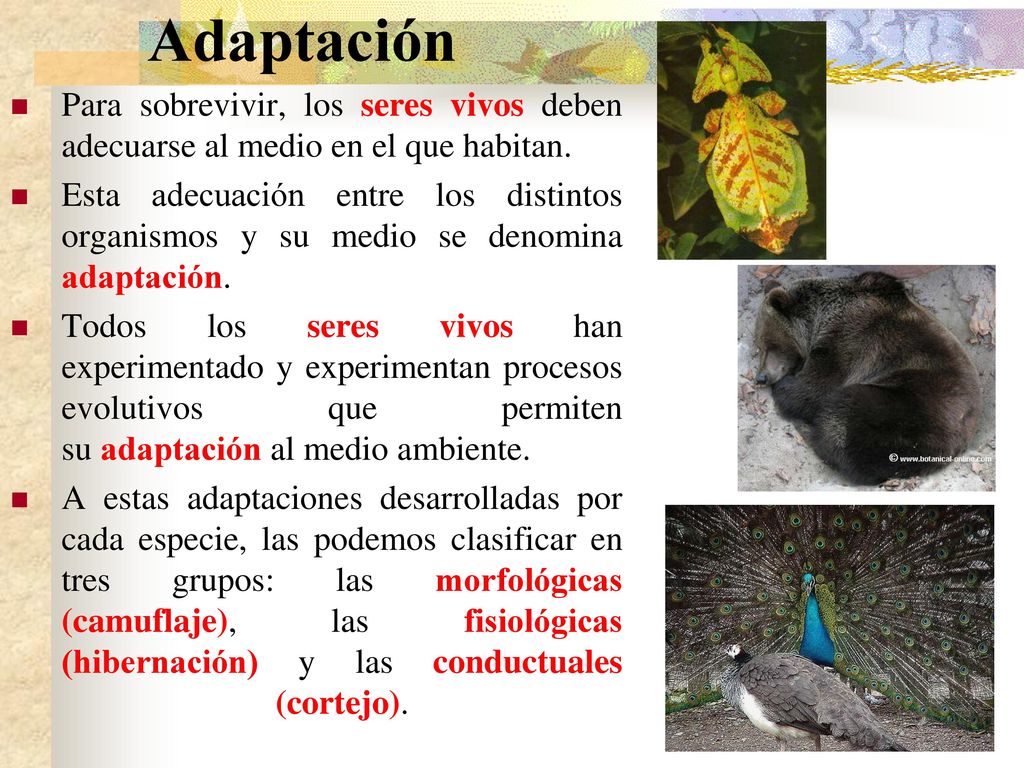 Adaptación Para sobrevivir, los seres vivos deben adecuarse al medio en el que habitan.
