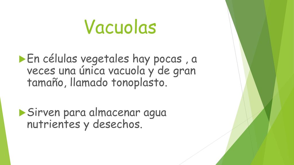 Vacuolas En células vegetales hay pocas , a veces una única vacuola y de gran tamaño, llamado tonoplasto.