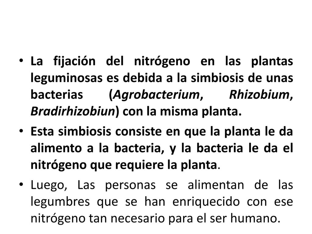 La fijación del nitrógeno en las plantas leguminosas es debida a la simbiosis de unas bacterias (Agrobacterium, Rhizobium, Bradirhizobiun) con la misma planta.