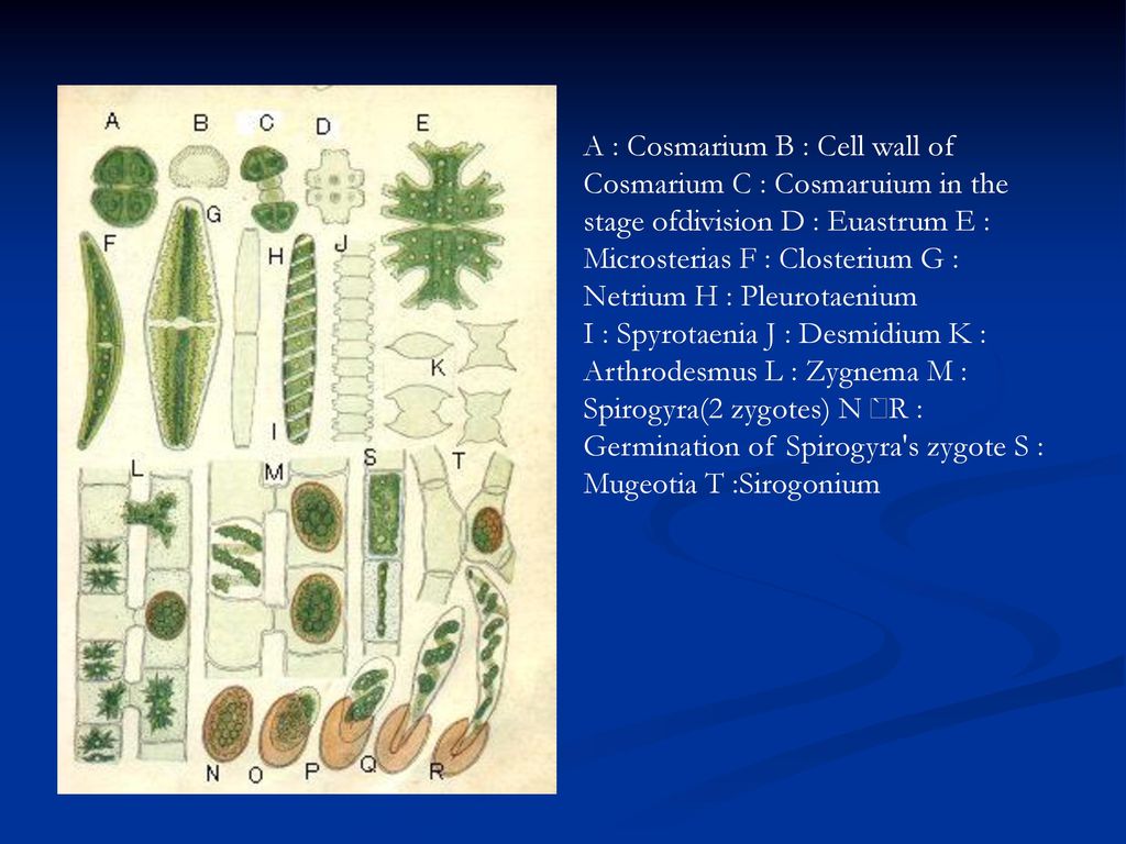 A : Cosmarium B : Cell wall of Cosmarium C : Cosmaruium in the stage ofdivision D : Euastrum E : Microsterias F : Closterium G : Netrium H : Pleurotaenium I : Spyrotaenia J : Desmidium K : Arthrodesmus L : Zygnema M : Spirogyra(2 zygotes) N ` R : Germination of Spirogyra s zygote S : Mugeotia T :Sirogonium
