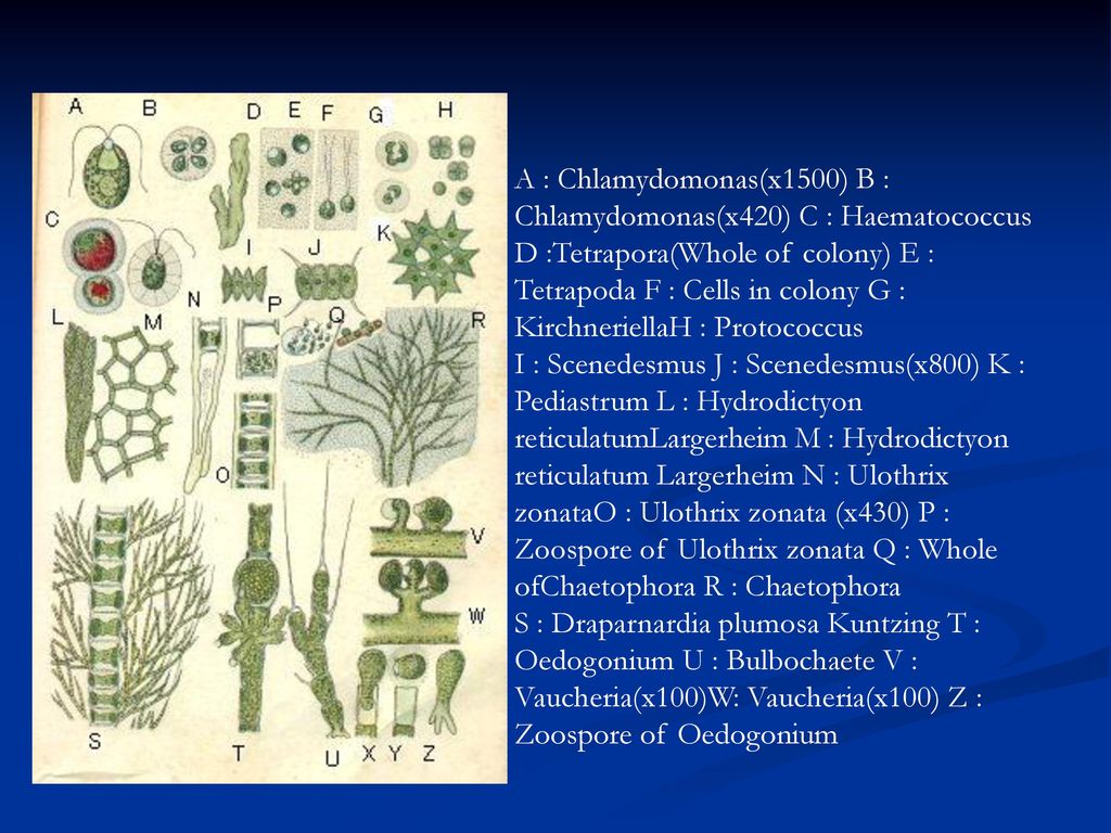 A : Chlamydomonas(x1500) B : Chlamydomonas(x420) C : Haematococcus D :Tetrapora(Whole of colony) E : Tetrapoda F : Cells in colony G : KirchneriellaH : Protococcus I : Scenedesmus J : Scenedesmus(x800) K : Pediastrum L : Hydrodictyon reticulatumLargerheim M : Hydrodictyon reticulatum Largerheim N : Ulothrix zonataO : Ulothrix zonata (x430) P : Zoospore of Ulothrix zonata Q : Whole ofChaetophora R : Chaetophora S : Draparnardia plumosa Kuntzing T : Oedogonium U : Bulbochaete V : Vaucheria(x100)W: Vaucheria(x100) Z : Zoospore of Oedogonium