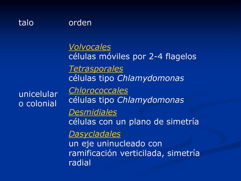 talo orden. unicelular o colonial. Volvocales células móviles por 2-4 flagelos. Tetrasporales células tipo Chlamydomonas.
