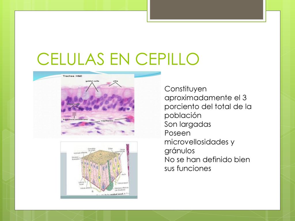 CELULAS EN CEPILLO Constituyen aproximadamente el 3 porciento del total de la población. Son largadas.