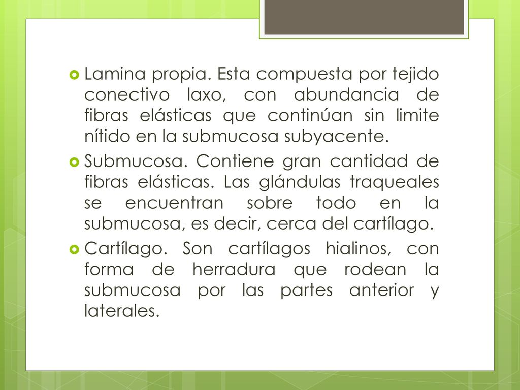 Lamina propia. Esta compuesta por tejido conectivo laxo, con abundancia de fibras elásticas que continúan sin limite nítido en la submucosa subyacente.