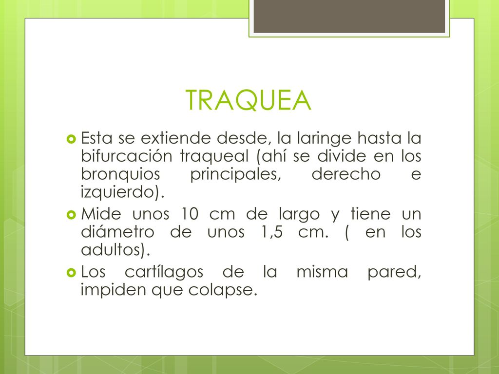 TRAQUEA Esta se extiende desde, la laringe hasta la bifurcación traqueal (ahí se divide en los bronquios principales, derecho e izquierdo).