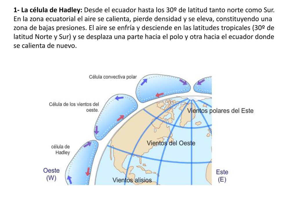 1- La célula de Hadley: Desde el ecuador hasta los 30º de latitud tanto norte como Sur.
