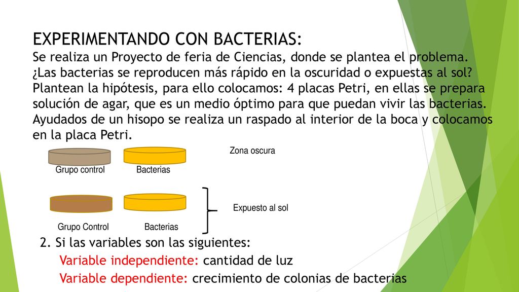 EXPERIMENTANDO CON BACTERIAS: Se realiza un Proyecto de feria de Ciencias, donde se plantea el problema. ¿Las bacterias se reproducen más rápido en la oscuridad o expuestas al sol Plantean la hipótesis, para ello colocamos: 4 placas Petri, en ellas se prepara solución de agar, que es un medio óptimo para que puedan vivir las bacterias. Ayudados de un hisopo se realiza un raspado al interior de la boca y colocamos en la placa Petri.