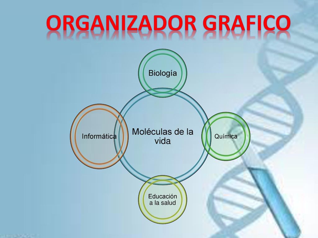 Organizador grafico Moléculas de la vida Biología Informática Química