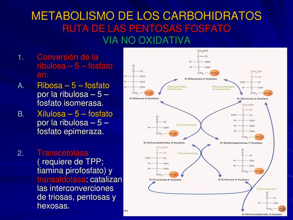 METABOLISMO DE LOS CARBOHIDRATOS RUTA DE LAS PENTOSAS FOSFATO VIA NO OXIDATIVA