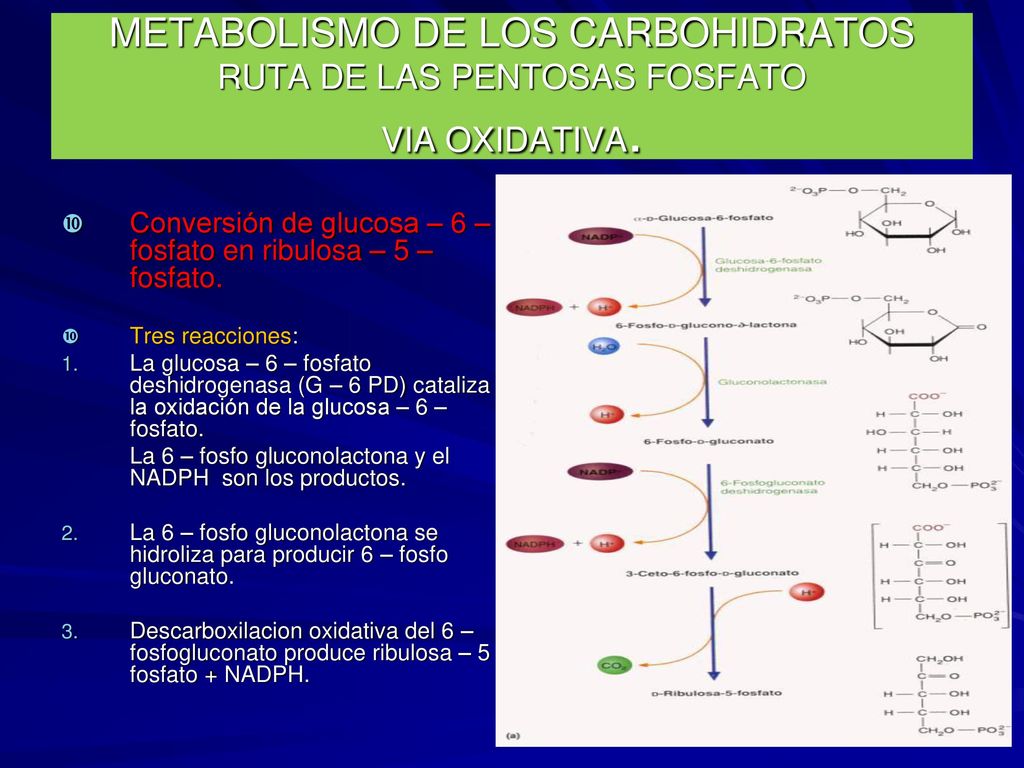 METABOLISMO DE LOS CARBOHIDRATOS RUTA DE LAS PENTOSAS FOSFATO VIA OXIDATIVA.