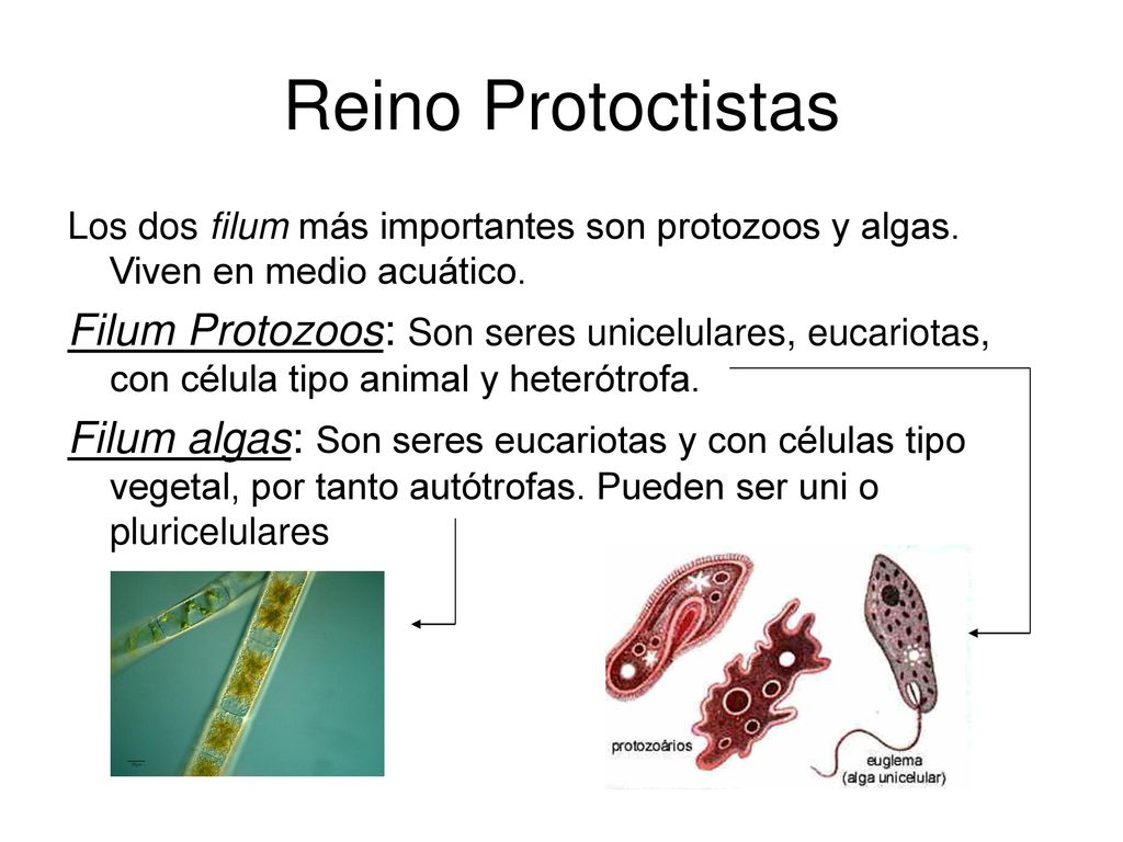 Reino Protoctistas Los dos filum más importantes son protozoos y algas. Viven en medio acuático.
