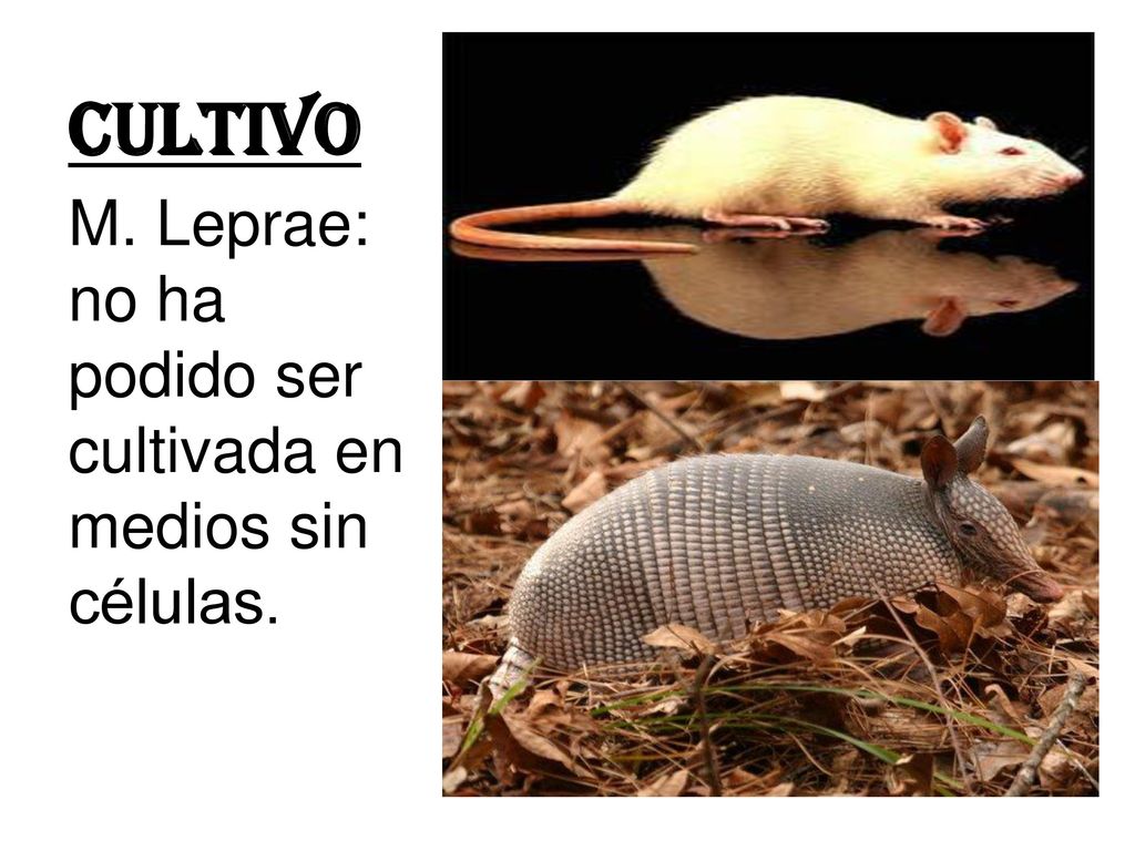 CULTIVO M. Leprae: no ha podido ser cultivada en medios sin células.