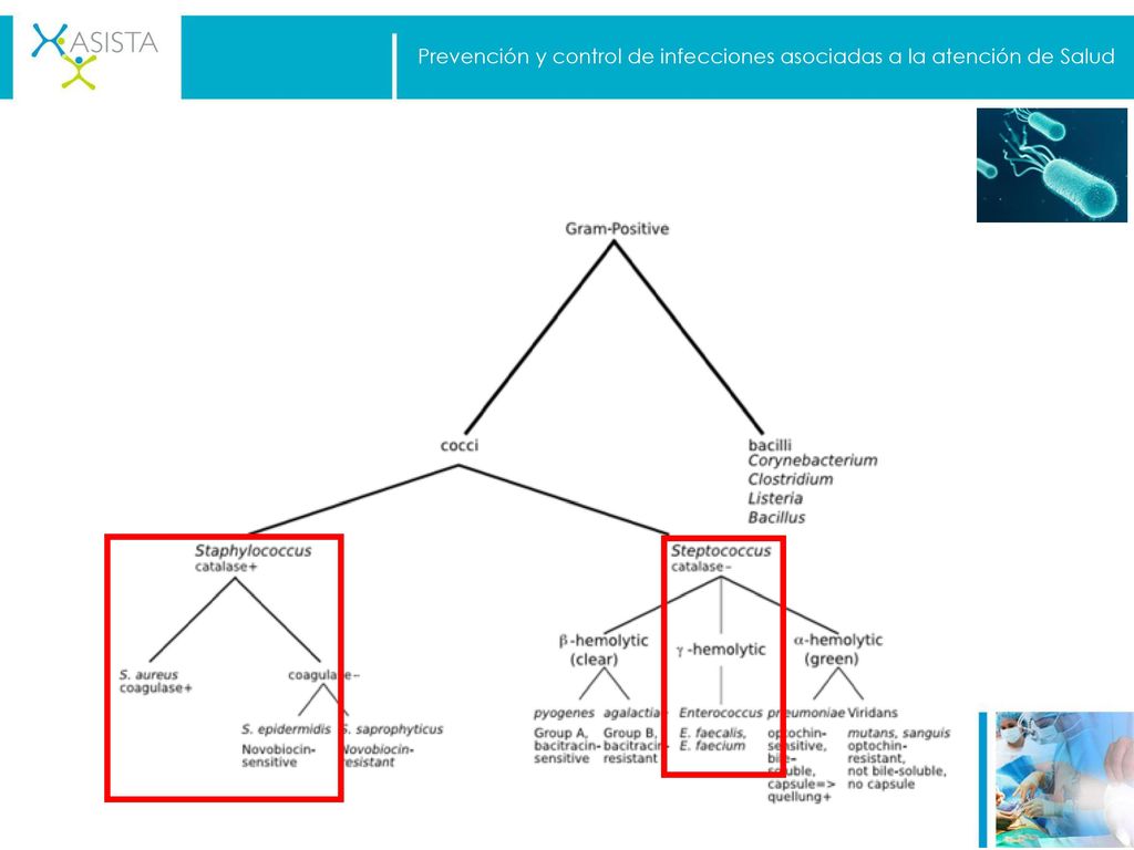Prevención y control de infecciones asociadas a la atención de Salud