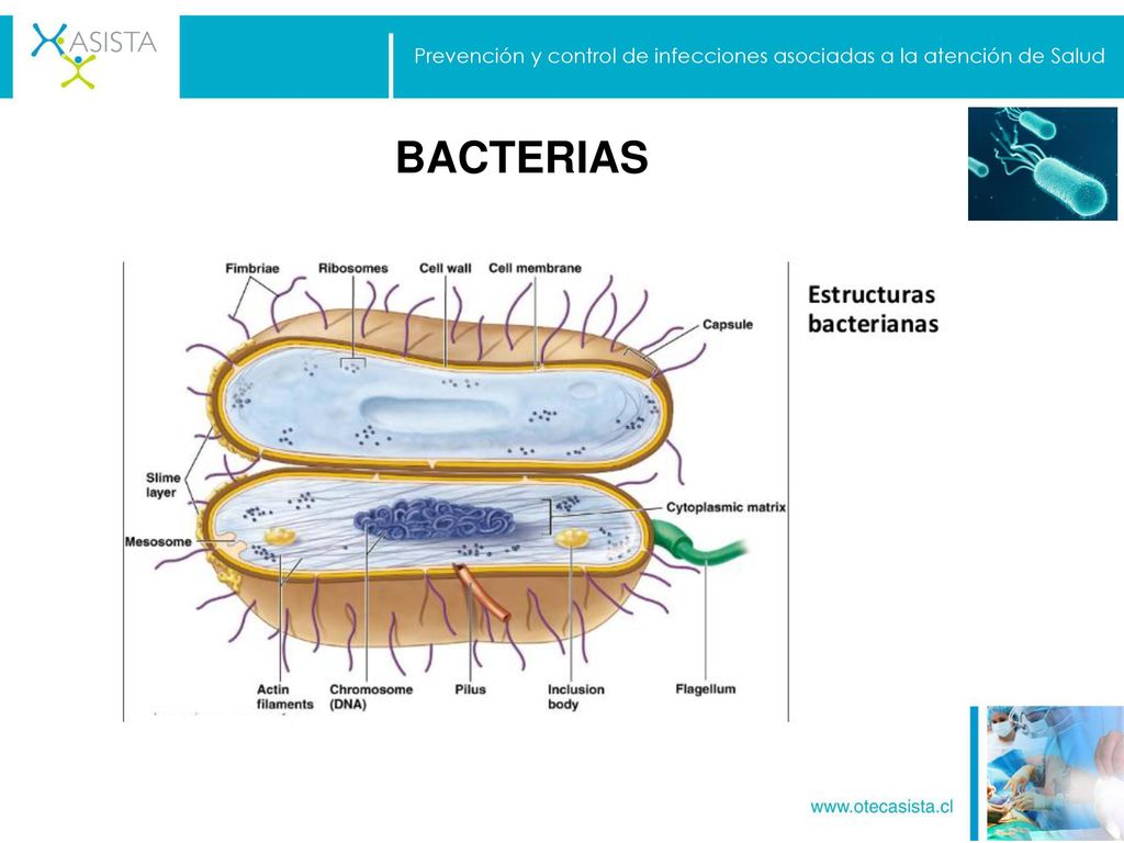 Prevención y control de infecciones asociadas a la atención de Salud