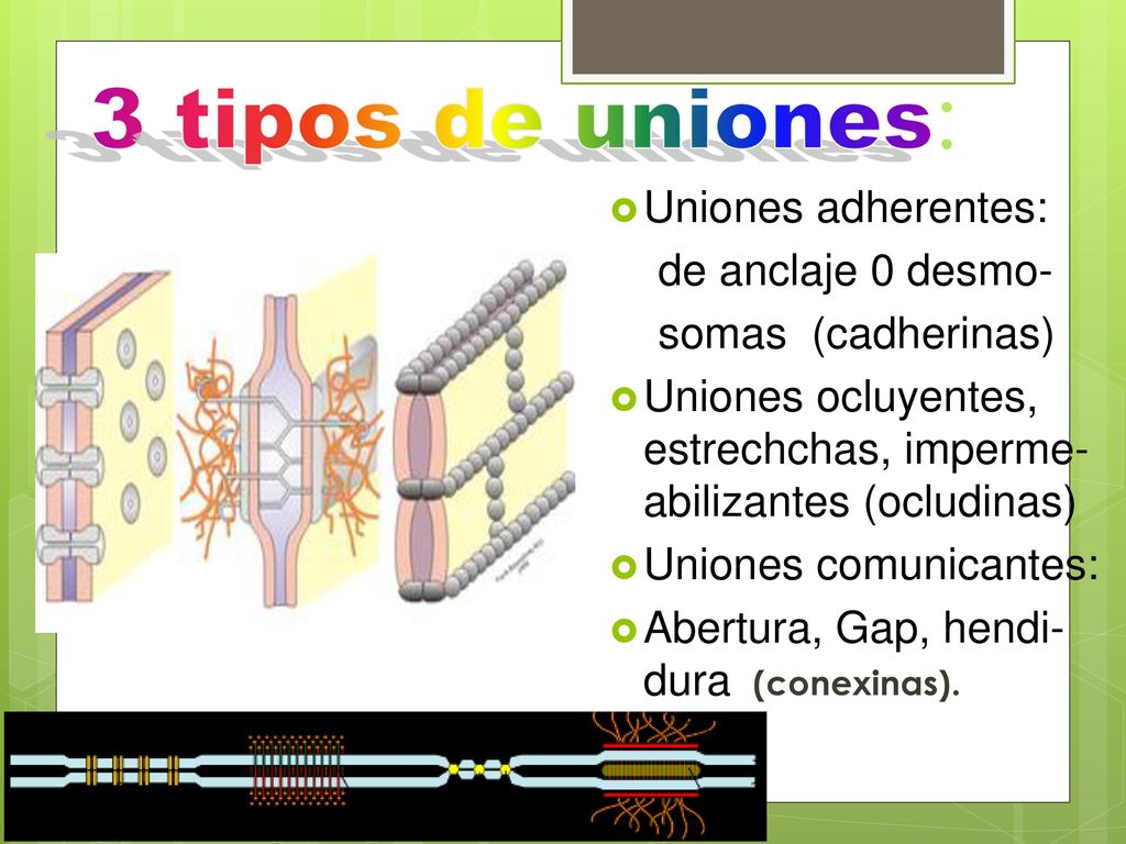 3 tipos de uniones: Uniones adherentes: de anclaje 0 desmo-