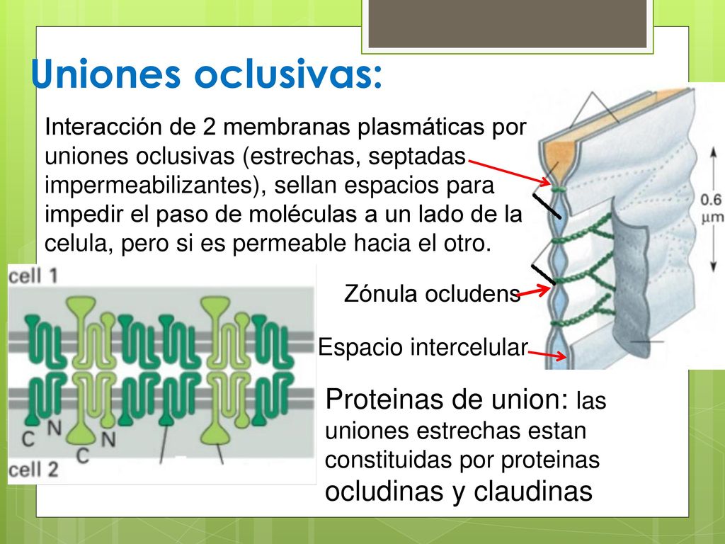 UNIONES INTERCELULARES - Ppt Descargar