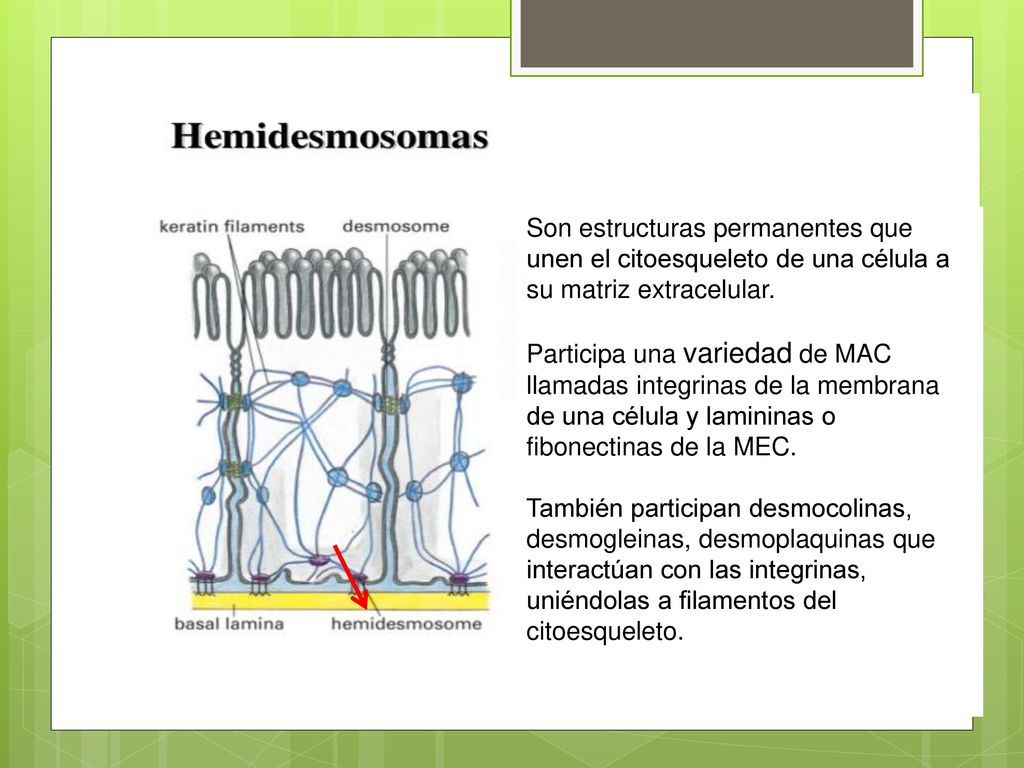 Son estructuras permanentes que unen el citoesqueleto de una célula a su matriz extracelular.
