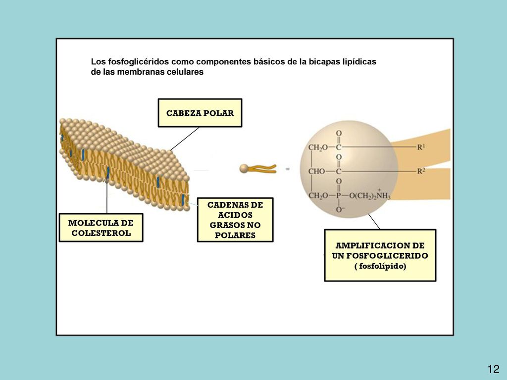 Los fosfoglicéridos como componentes básicos de la bicapas lipídicas de las membranas celulares