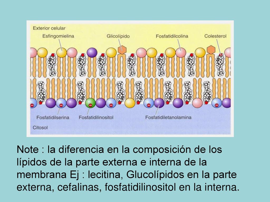 Note : la diferencia en la composición de los lípidos de la parte externa e interna de la membrana Ej : lecitina, Glucolípidos en la parte externa, cefalinas, fosfatidilinositol en la interna.