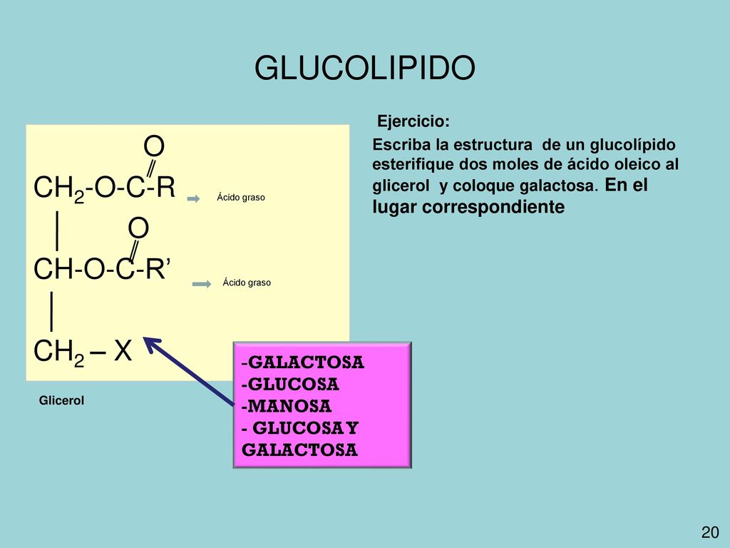 GLUCOLIPIDO O CH2-O-C-R CH-O-C-R’ CH2 – X -GALACTOSA -GLUCOSA -MANOSA
