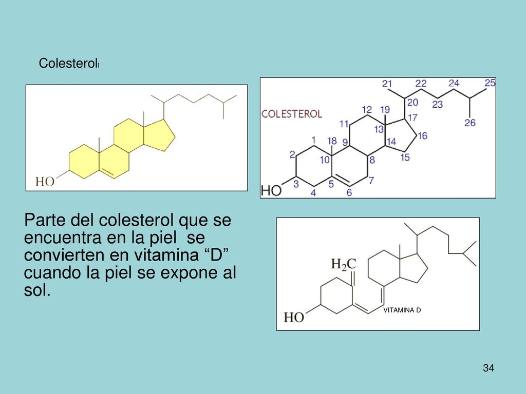 Colesteroll Parte del colesterol que se encuentra en la piel se convierten en vitamina D cuando la piel se expone al sol.