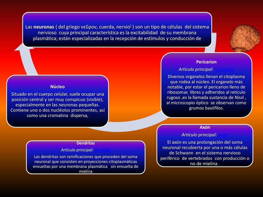 Las neuronas ( del griego νεῦρον, cuerda, nervio[ ) son un tipo de células del sistema nervioso cuya principal característica es la excitabilidad de su membrana plasmática; están especializadas en la recepción de estímulos y conducción de